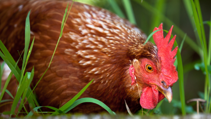 Slower Growing Chickens With More Space Are Healthier And Have More Fun