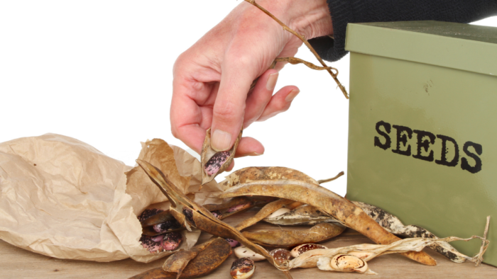 Never Buy Garden Seed Again Seed Saving Secrets