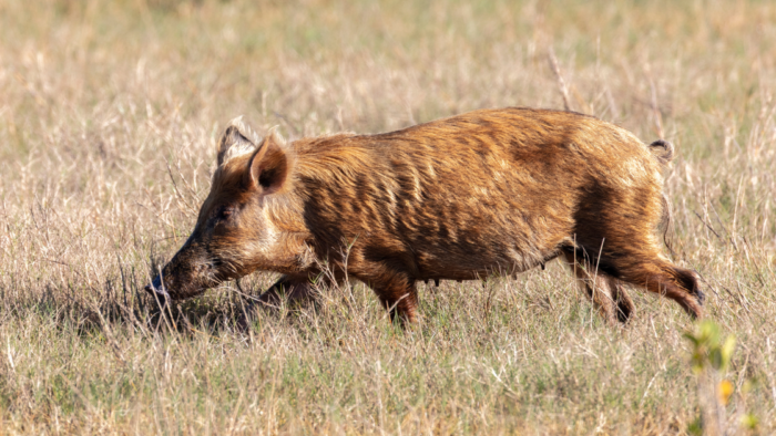 Violent, Diseased Super-Pigs: Vector for Next Pandemic?