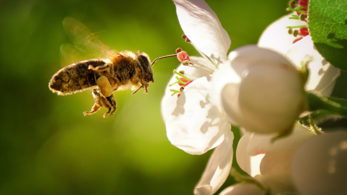 Pesticides and Food Scarcity Dramatically Reduce Wild Bee Population