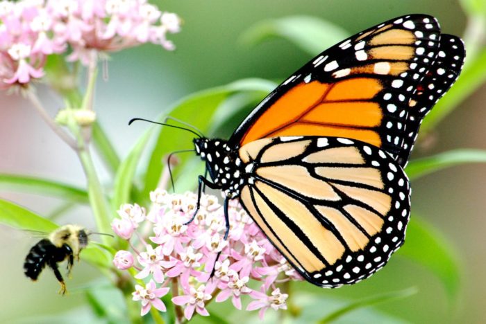 Plant Native Milkweed Cultivars to Support Monarch Butterflies and Bees