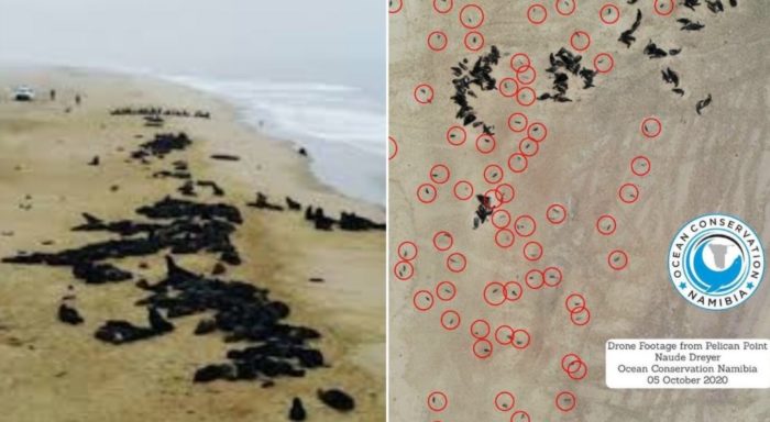 More Than 5,000 Baby Seals Wash up on Namibia Beach in Unprecedented Die-off