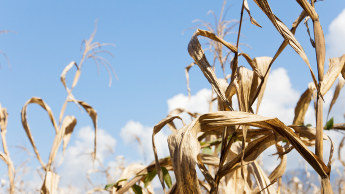 CORN SHORTAGE: Grand Solar Minimum Kills Crops (New Study)