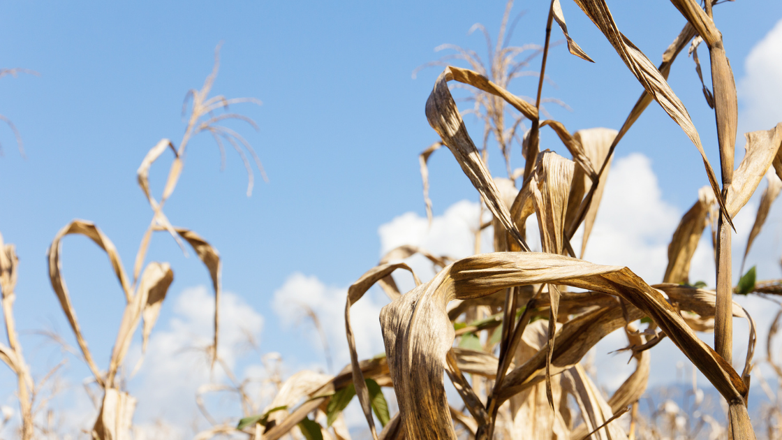 CORN SHORTAGE Grand Solar Minimum Kills Crops (New Study)