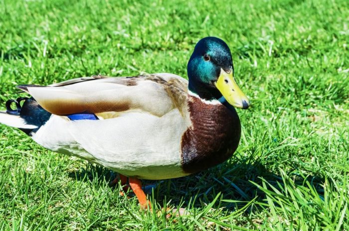 Farmers Can Use Ducks To Kill Pests Rather Than Poisonous Pesticides