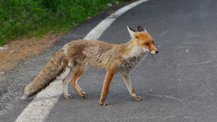 Wildlife Flock to Backyards for Food from People