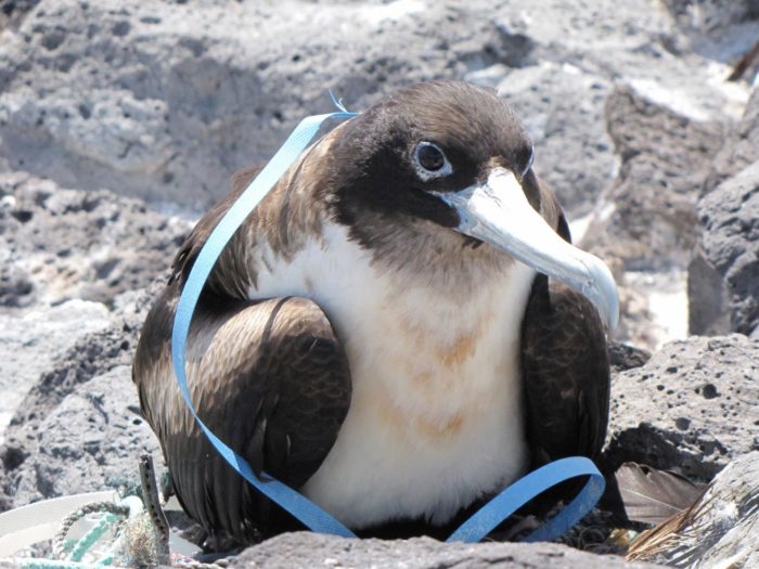 Study Confirms Plastics Threat to South Pacific Seabirds