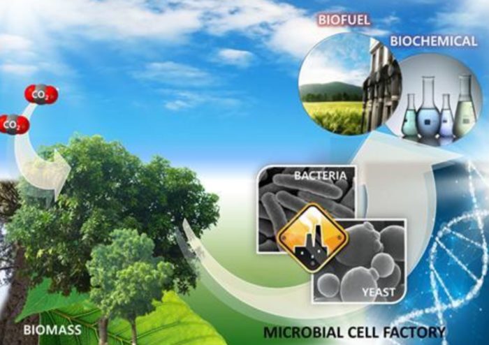 Novel Microorganism Produces Biodiesel from Discarded Cardboard Boxes