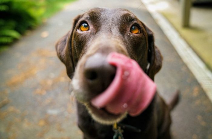 Scientists Discover Dogs Are Humans’ Oldest Companions, DNA Shows