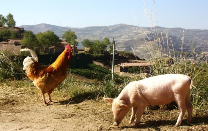 The Biosecurity Myth That Is Destroying Small Farming