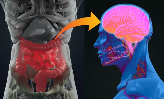 Your Gut Microbiome May Be Linked to Dementia, Parkinson’s Disease and MS