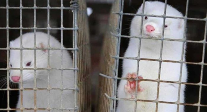 Denmark To Kill 15 Million Mink Over Threat To COVID Vaccine