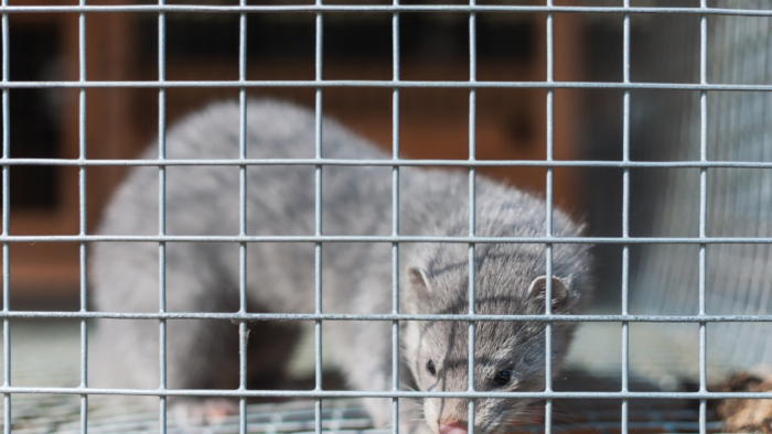 FRAUD: “Infected” Mink Strewn in Streets as Denmark Plans to Kill Pets