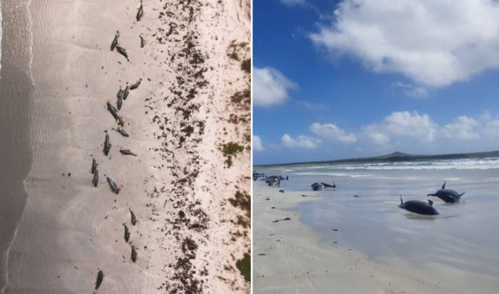 100 Whales Die In Unexplained Mass Stranding Near New Zealand