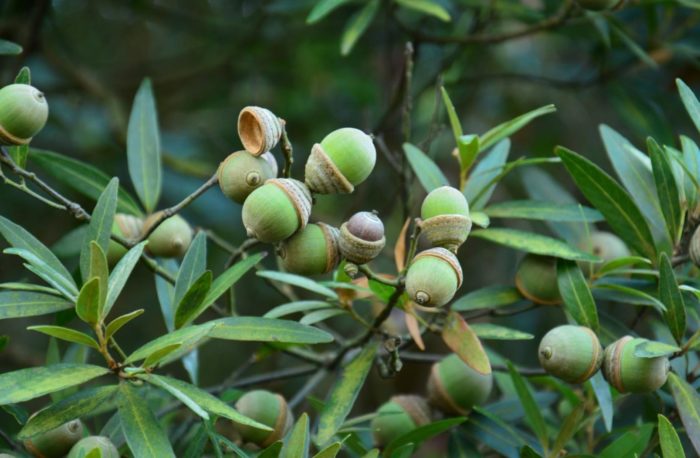 Researchers Estimate Nearly One-third of Oaks are Threatened with Extinction