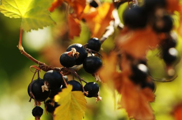 Blackcurrants are Favorable for Glucose Metabolism