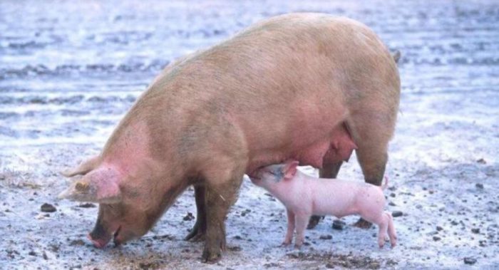 FDA Approves GMO Pigs For Food, Drugs, Transplants