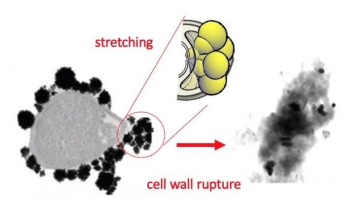 Researchers Identify How to Kill Bacteria with Gold Nanoparticles