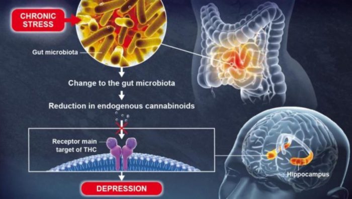 Gut Microbiota Plays a Role in Brain Function and Mood Regulation