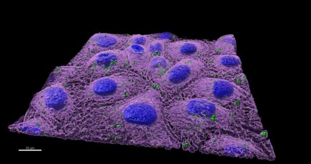 Nanoplastics Alter Intestinal Microbiome and Threaten Human Health 3