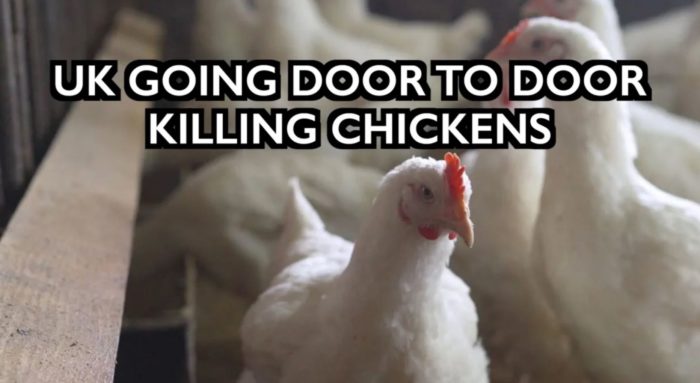 UK Going Door to Door Killing Chickens – Bird Flu as Cover Story