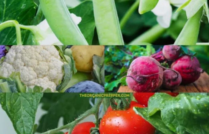 Growing Vegetables Is Back in Style: Here’s How to Start Planning Your Garden