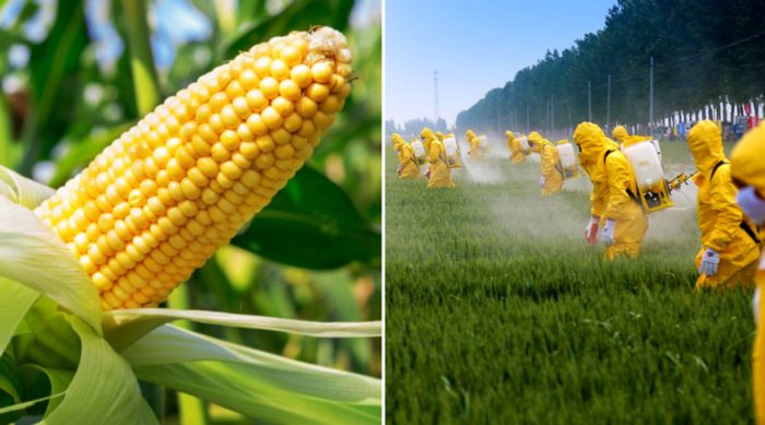 Mexico Decrees Ban on GMO Corn and Monsanto’s Glyphosate Weed Killer