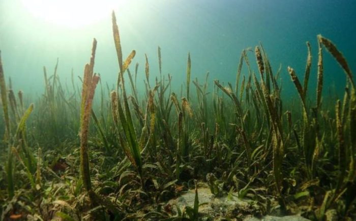 Seagrass Meadows May Facilitate Marine Plastic Removal From The Sea