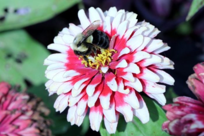 The Economic Value of Insect Pollinators Is Much Higher Than Previously Thought