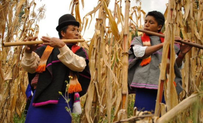 Canadian, US Cannabis Corporations Threaten Colombia’s Indigenous Communities
