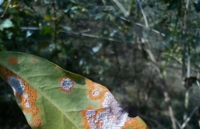 Fungus That Eats Fungus Could Help Coffee Farmers