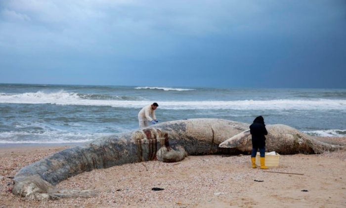 Israel Imposes Gag Order On Probe Into Oil Spill Dubbed “Most Serious Ecological Disaster” In Years