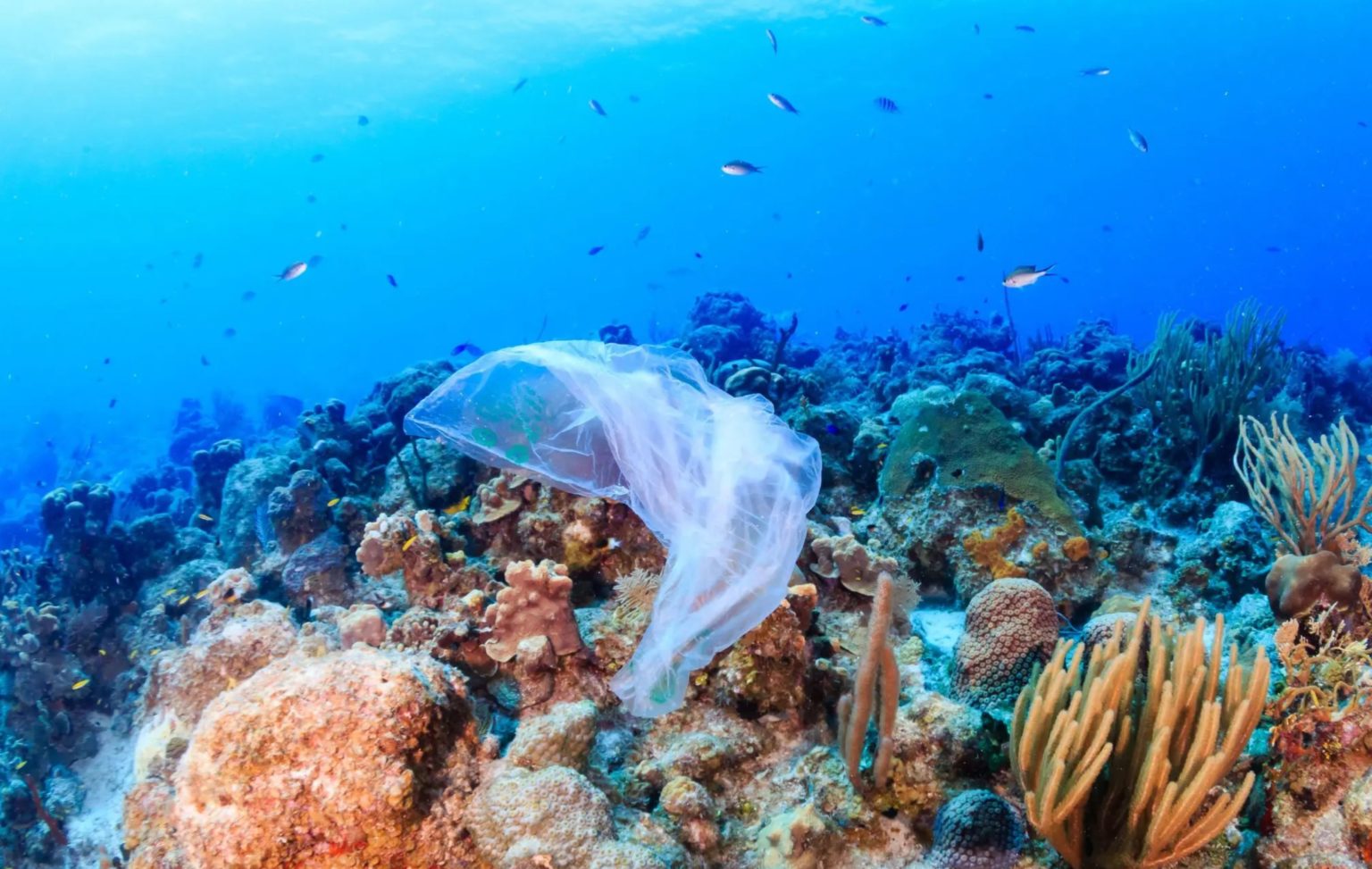 Ocean Floor Littering Has Caused Unprecedented Growth In Marine WasteDump