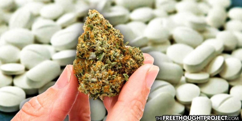 Conforme as mortes por overdose atingem um recorde, estudo mostra que a cannabis reduz significativamente o consumo de opióides 2