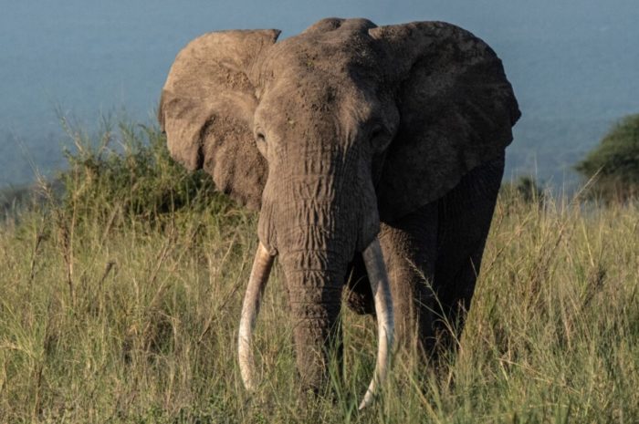 From Poaching to Avocados, Kenya’s Elephants Face New Threat