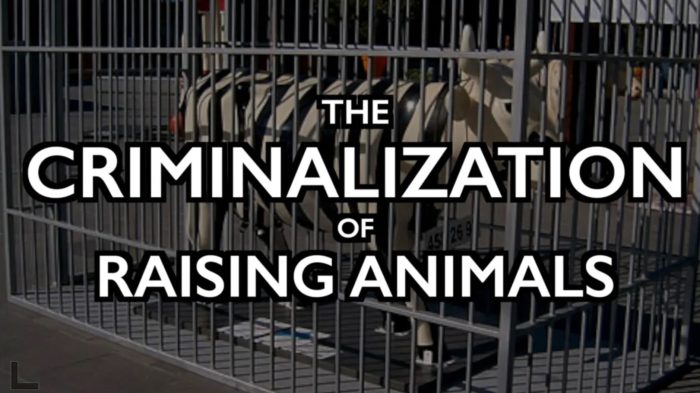 Criminalization of Raising Animals: Dutch Sell “Pig Rights”