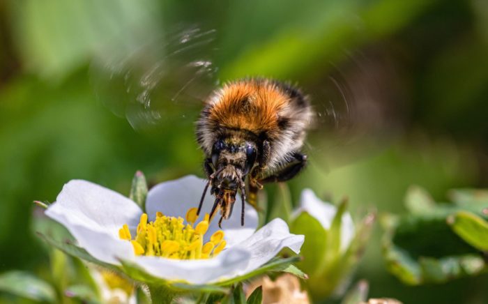 New Study Finds Undisclosed Ingredients in Roundup Lethal to Bumblebees