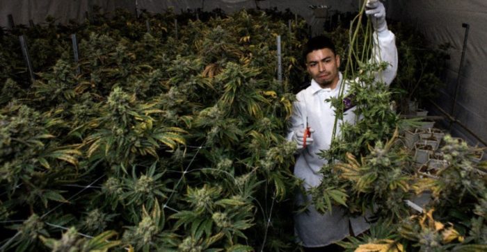 “Major Step Forward” as New Mexico Legalizes Recreational Marijuana