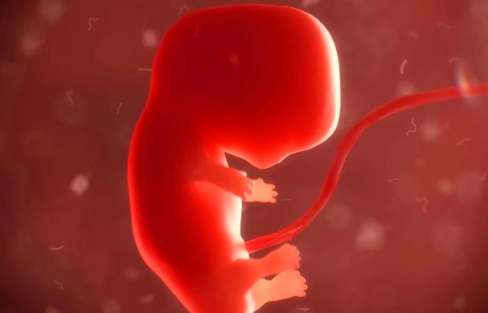 Scientists Create First-Ever Embryos With Monkey and Human Cells