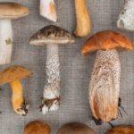 Mushroom Power: Five Therapeutic Properties of Medicinal Mushrooms