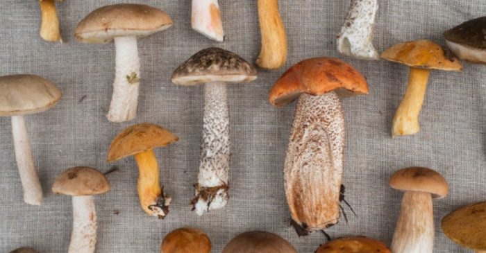 Mushroom Power: Five Therapeutic Properties of Medicinal Mushrooms