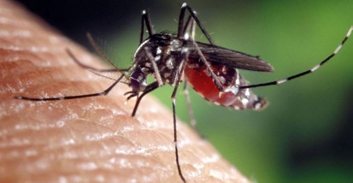 Florida Set to Release a Billion Genetically Modified Mosquitoes in “Nightmare” Experiment