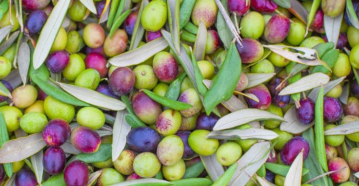 All About Olives: Five Reasons to Eat Them