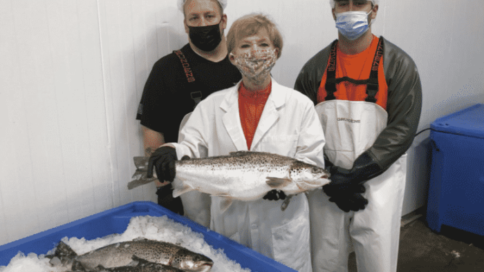 Fish Story: Genetically Engineered Salmon To Hit Dinner Plates