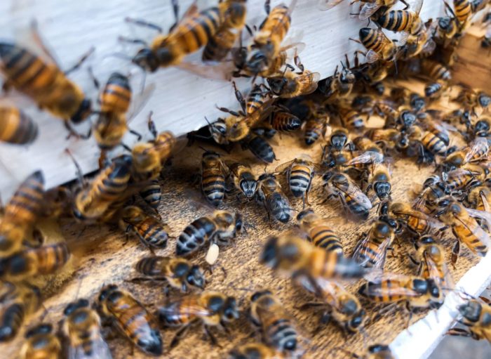 “Support your local beekeeper”: Caribbean Concerns on World Bee Day