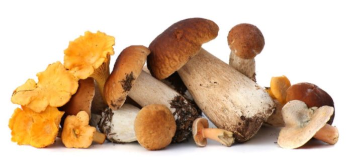 Eat These 7 Mushrooms to Live Longer