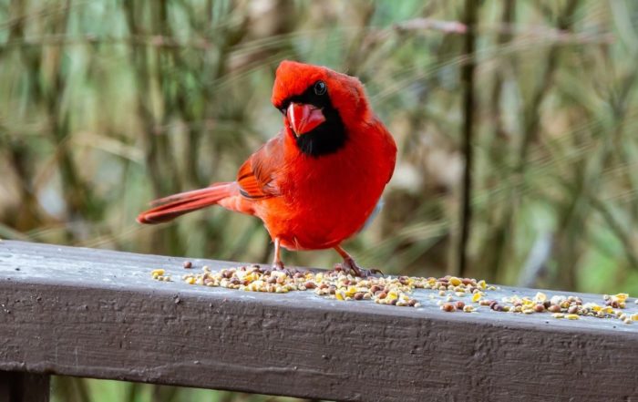 Why Are Large Numbers Of Birds Suddenly Dropping Dead In Multiple U.S. States?