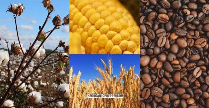 Agricultural Commodities Supercycle Predicted: How Will You Prepare?