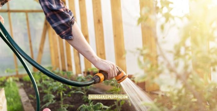 How to Water Your Garden (Even If There’s a Drought)