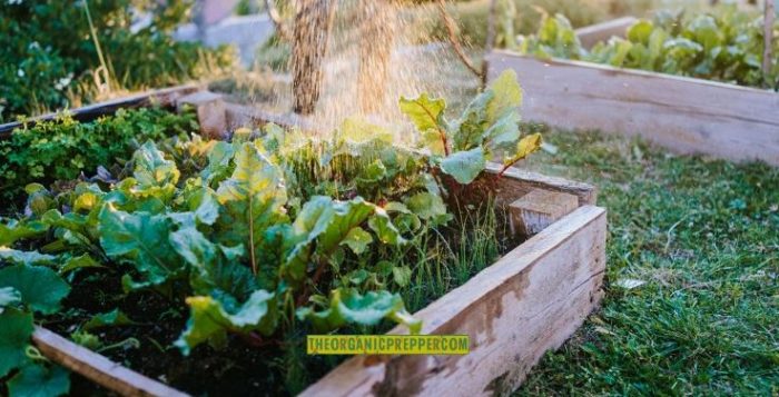 How to Grow Your Own Urban Vegetable Garden